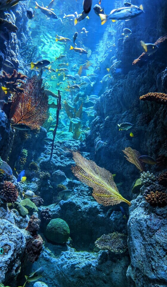 Great Barrier Reef fish