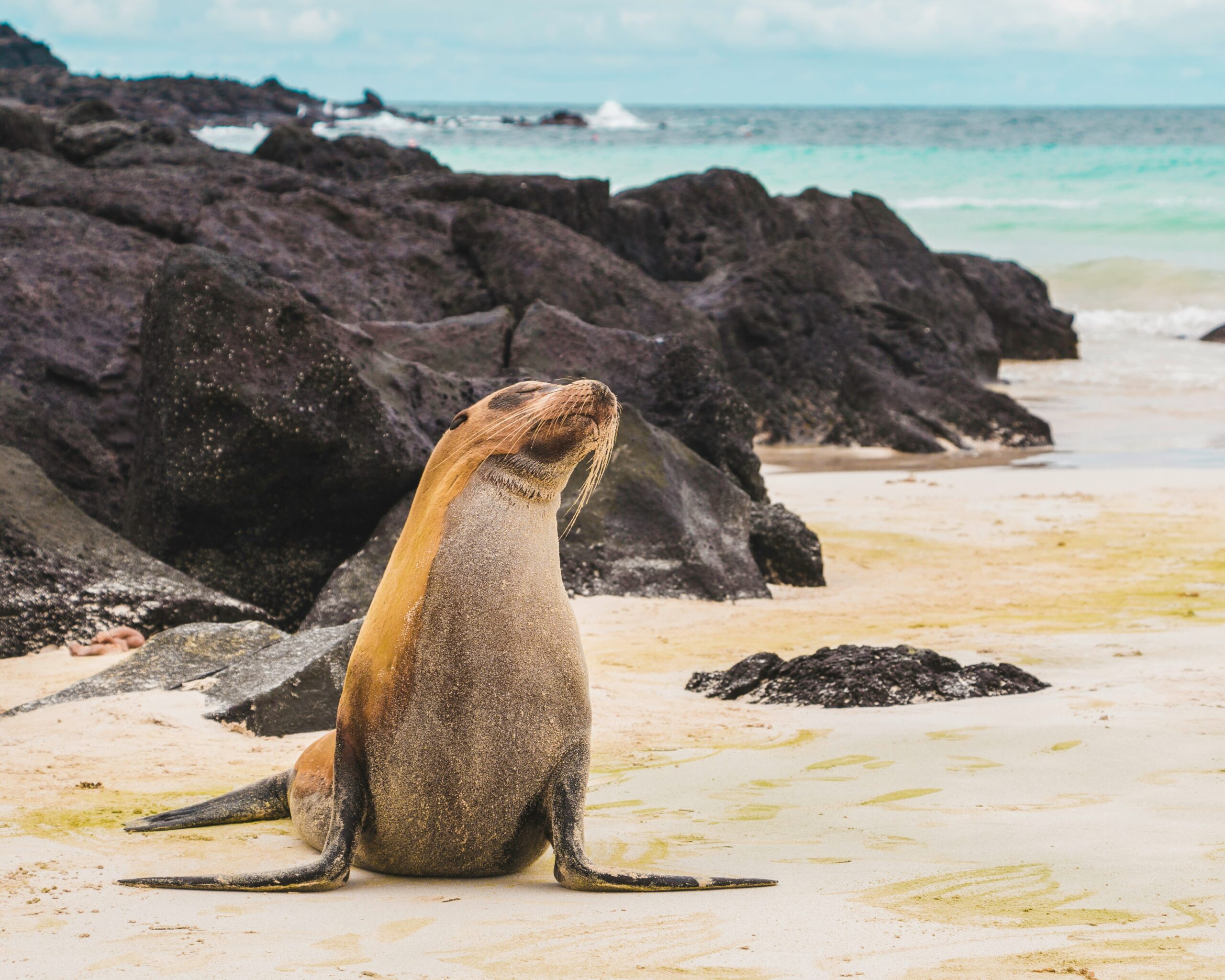 Galápagos Islands Ecuador marine iguanas sea lions blue-footed boobies