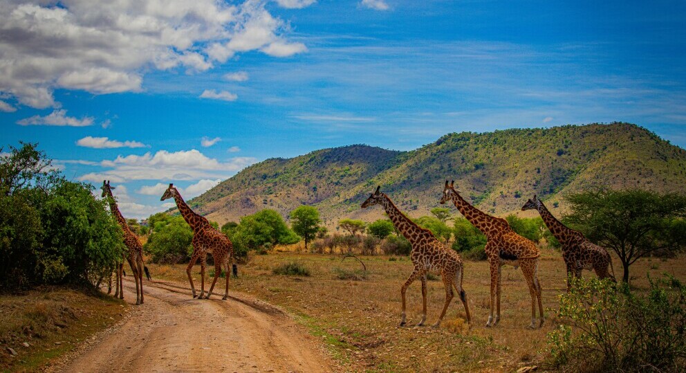 Serengeti Tanzania safari savannah wildlife wildebeest migration